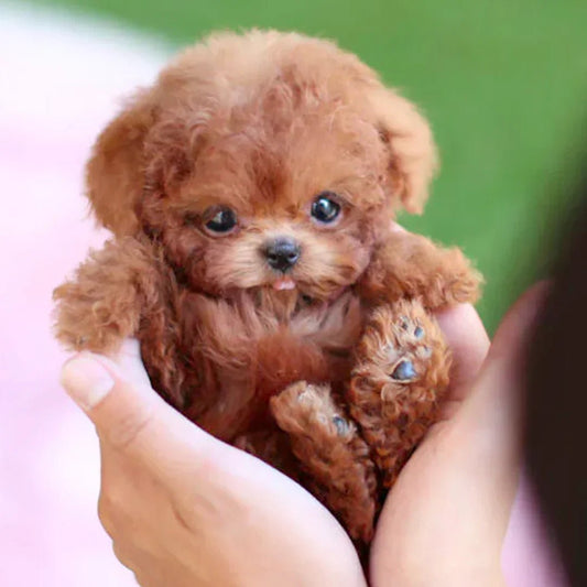 PuppiMate™ Chiot Robotique Ultra-Réaliste avec Mouvements Naturels