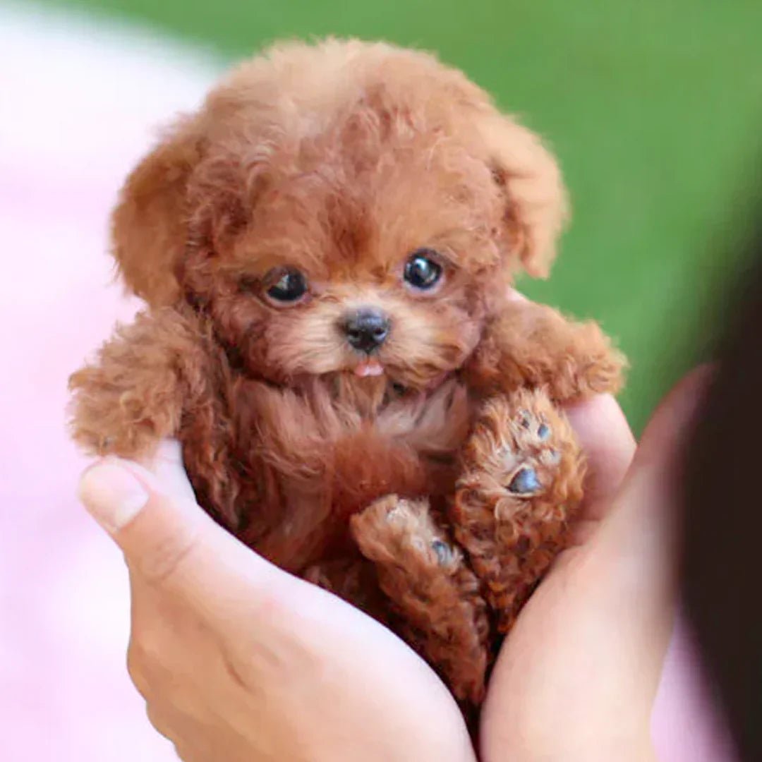 PuppiBot™ Interactif avec Mouvements Réalistes - Science Factory FR